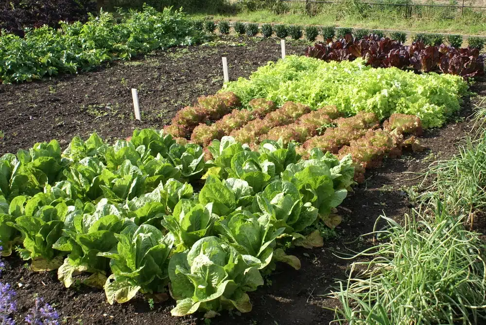 healthy vegetable garden in good soil