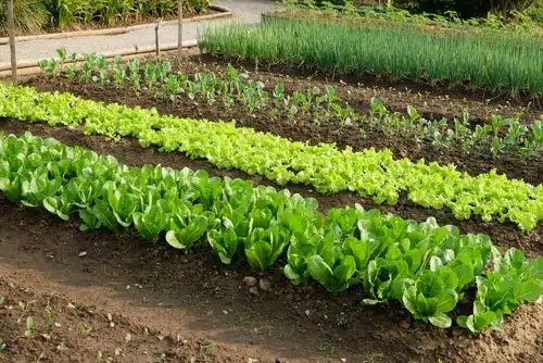 healthy fertile vegetable garden