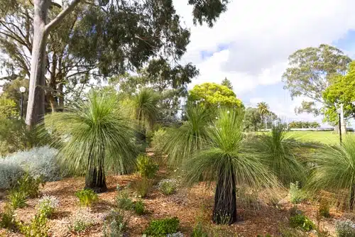 beautiful Australian native plants