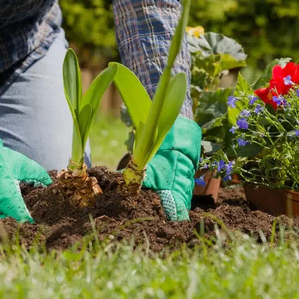 planting in rich soil