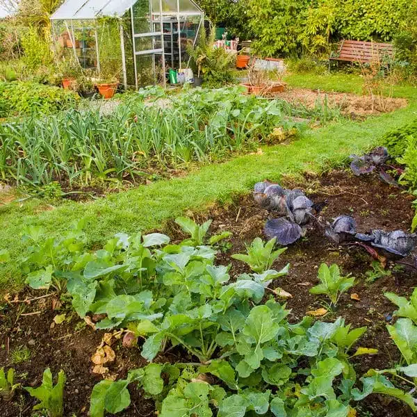 lush vegetable garden